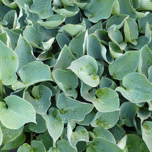 Hosta Blue Wedgwood - Willemse