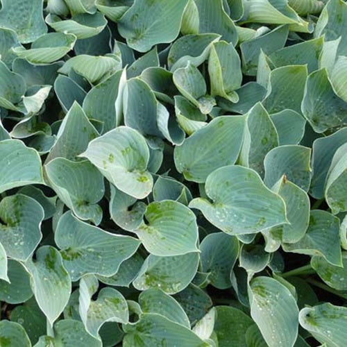 Hosta Blue Wedgwood - Hosta blue wedgwood - Willemse