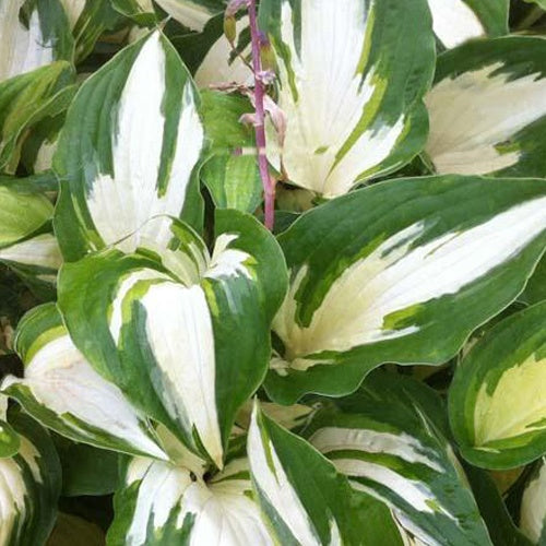Hosta Christmas Candy - Willemse