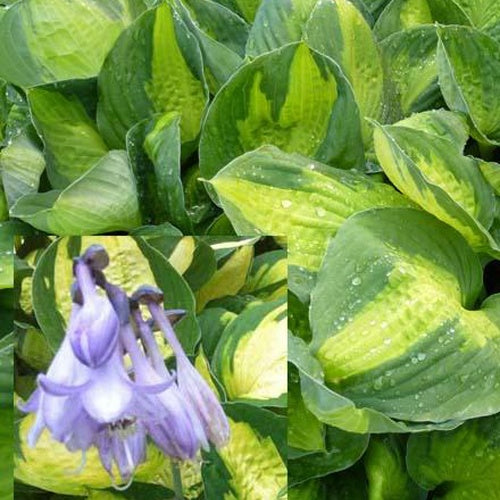 Hosta Captain Kirk - Willemse