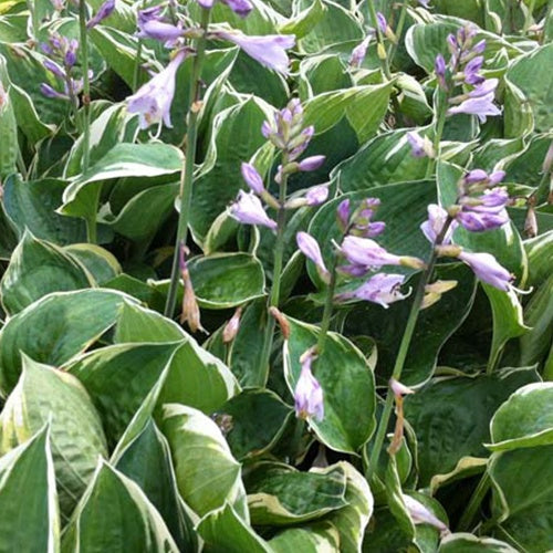 Hosta Crusader - Willemse