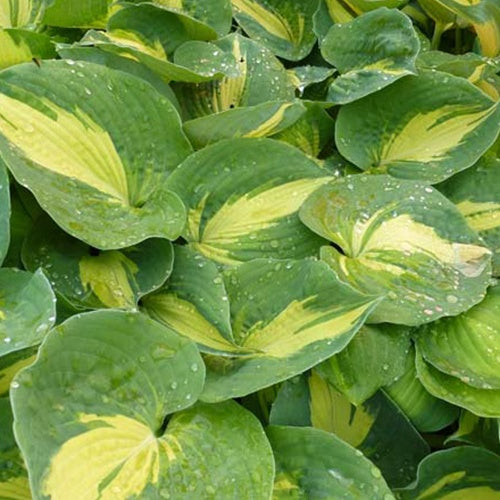 Hosta Dream Queen - Willemse