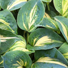 Hosta Dream Weaver - Willemse