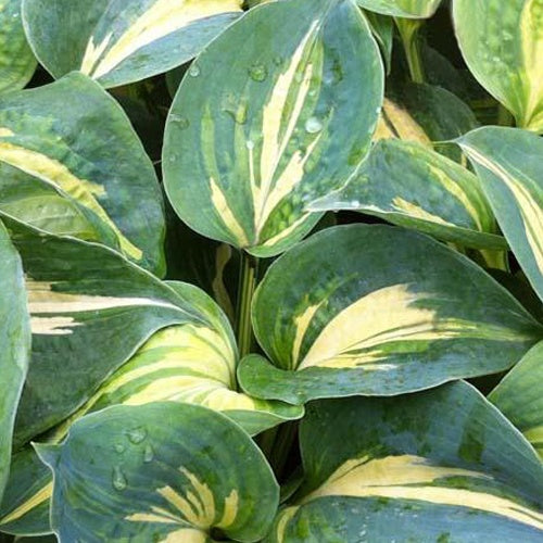 Hosta Dream Weaver - Hosta hybride dream weaver - Willemse