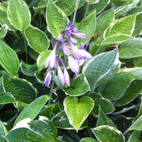 Hosta Fisher Cream Edge - Willemse