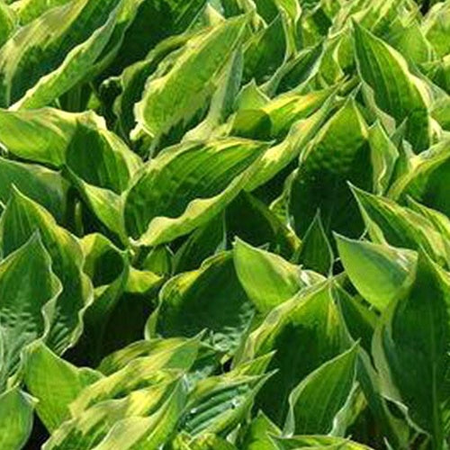 Hosta Fisher Cream Edge - Hosta fisher cream edge - Willemse
