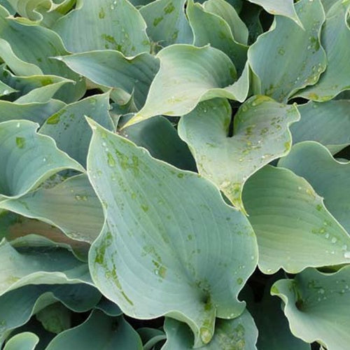 Hosta Flemish Sky - Willemse