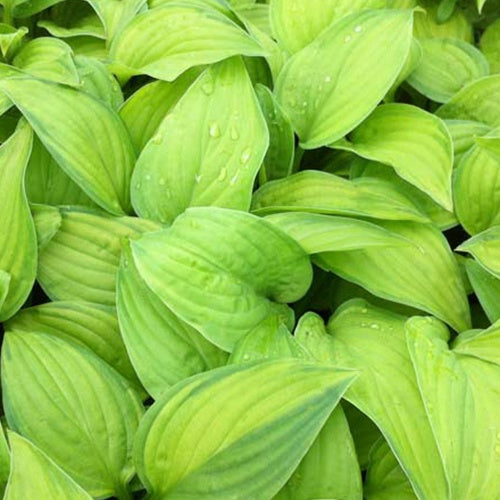 Hosta Guacamole - Willemse