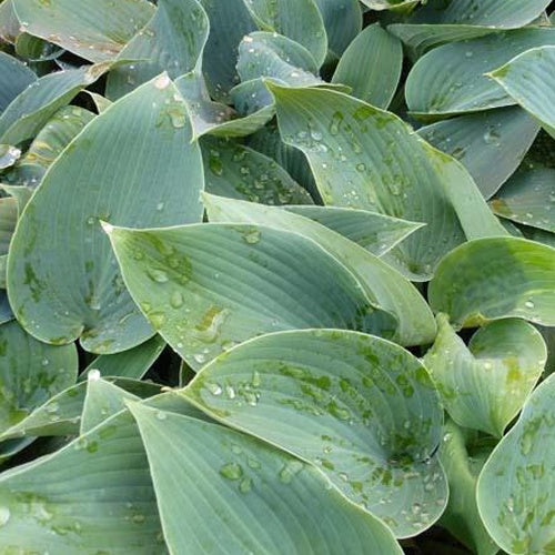 Hosta Halcyon - Willemse
