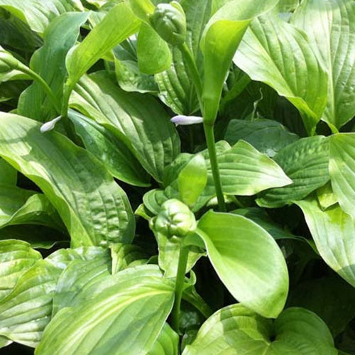 Hosta Honeybells - Willemse