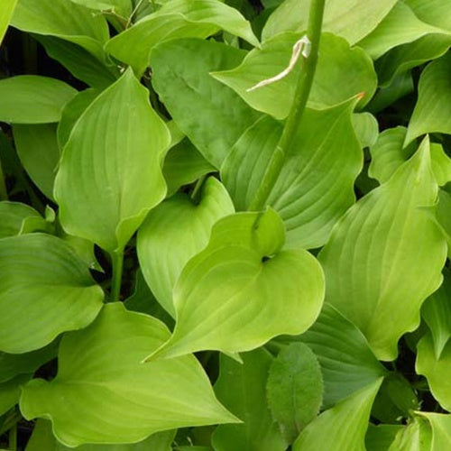 Hosta Hirao Tetra - Willemse