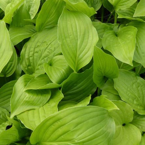 Hosta Hadspen White - Willemse