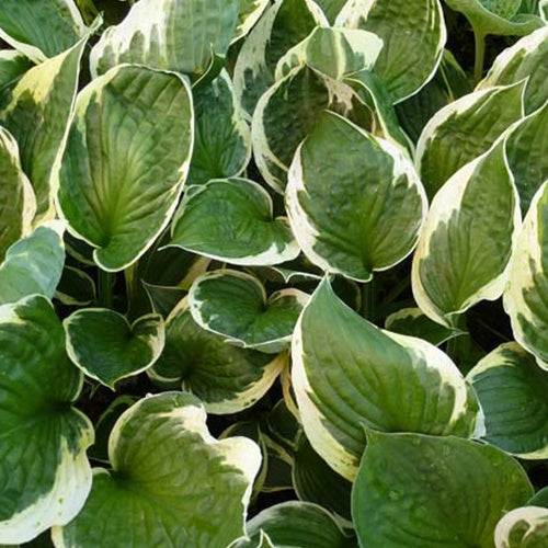 Hosta Independence - Willemse
