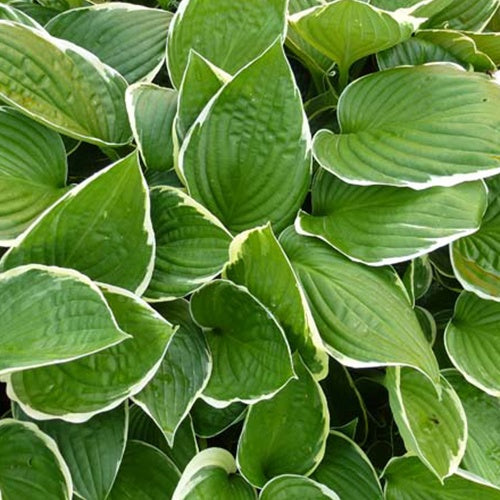 Hosta Julia - Willemse
