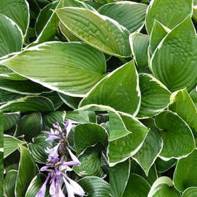 Hosta Julia - Hosta julia - Willemse