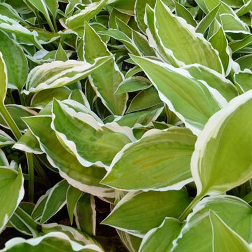 Hosta Krossa Cream Edge - Willemse