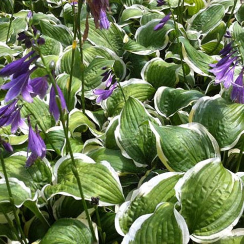 Hosta Koriyama - Willemse