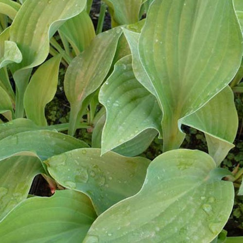 Hosta Krossa Regal - Willemse