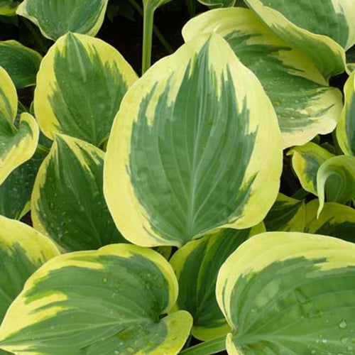 Hosta Liberty - Willemse