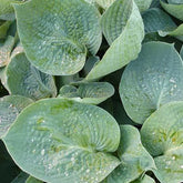 Hosta Love Pat - Willemse