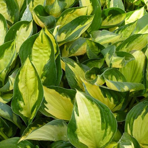 Hosta Morning Light - Willemse