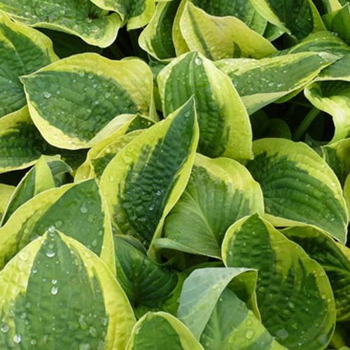 Hosta Mama Mia - Willemse