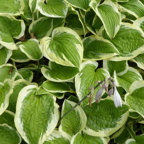 Hosta Mildred Seaver - Willemse