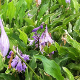 Hosta Out House Delight - Willemse