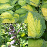 Hosta Paul's Glory - Willemse