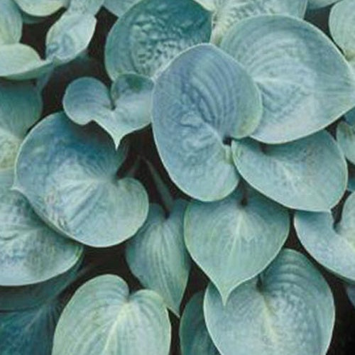Hosta Prairie Sky - Willemse