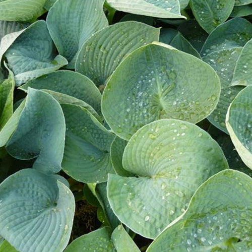Hosta Ryans Big One - Willemse