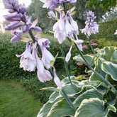 Hosta Sagae - Willemse