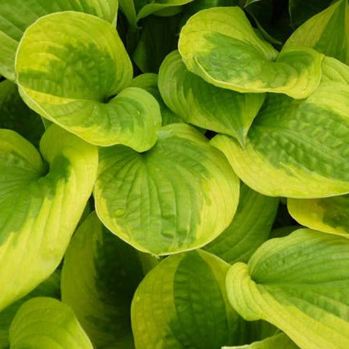 Hosta Summer Breeze - Willemse