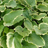 Hosta Spring Fling - Willemse