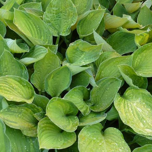 Hosta Sharmon - Willemse