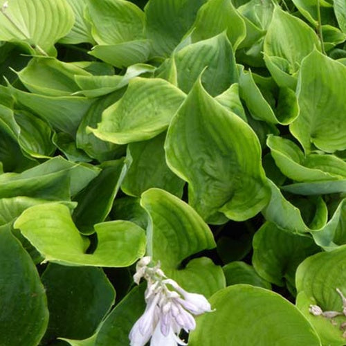 Hosta Sum of All - Willemse
