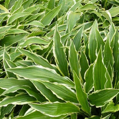 Hosta Stiletto - Hosta hybride stiletto - Plantes