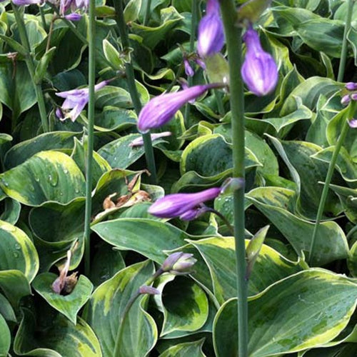 Hosta Toy Soldier - Willemse