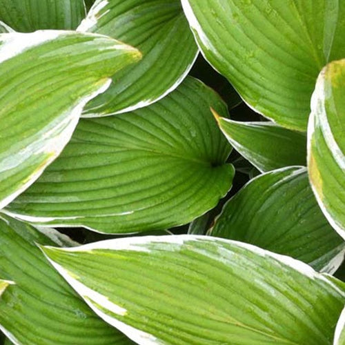 Hosta White On - Willemse
