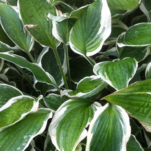 Hosta Zager's White Edge - Willemse