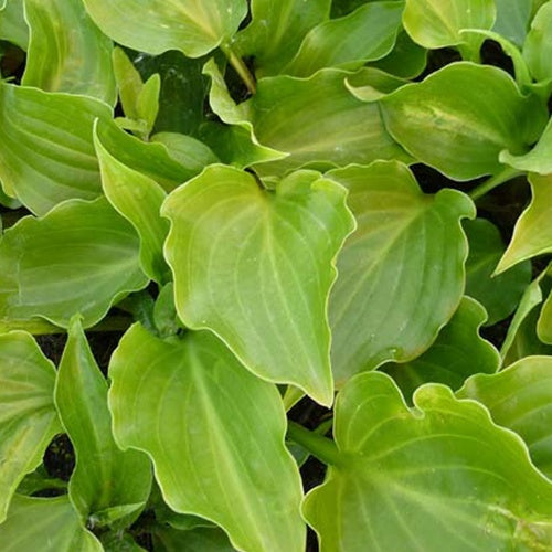 Hosta Invincible - Willemse