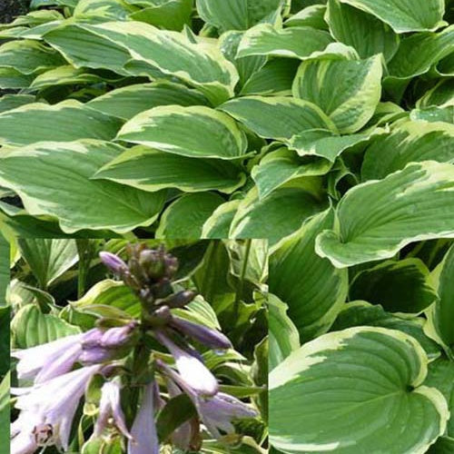 Hosta Moerheim - Hosta moerheim - Willemse