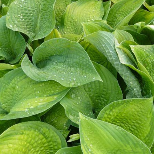 Hosta Paradigm - Willemse