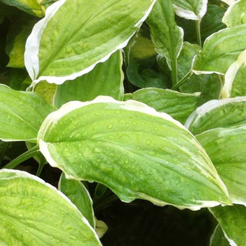 Hosta Sugar and Cream - Willemse