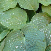 Hosta de Siebold - Willemse