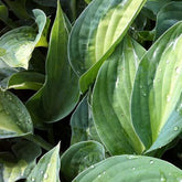Hosta Striptease - Willemse