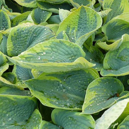 Hosta tokudama Flavocircinalis - Willemse