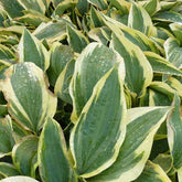 Hosta Wolverine - Willemse