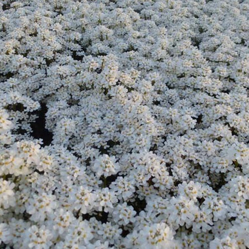 3 Corbeilles d'argent Fischbeck - Iberis - Willemse