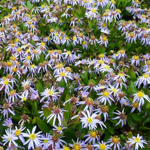 Kaliméris Nana Blue - Willemse